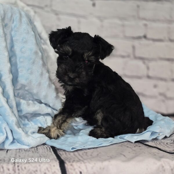 AKC Timmy (Black & Silver boy) - Image 3