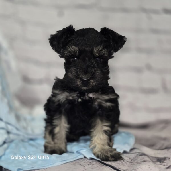 AKC Timmy (Black & Silver boy) - Image 2