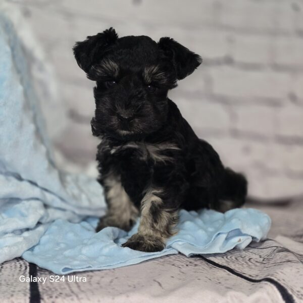 AKC Timmy (Black & Silver boy) - Image 4