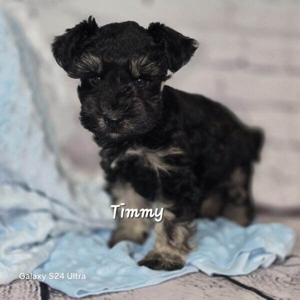 AKC Timmy (Black & Silver boy)