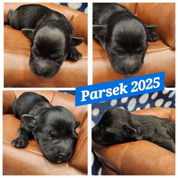 AKC Parsek (Black boy)