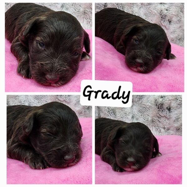 AKC Grady (Chocolate boy)