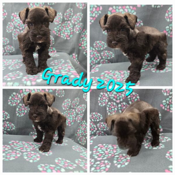 AKC Grady (sold!) Congrats to Kaitlyn in OK!