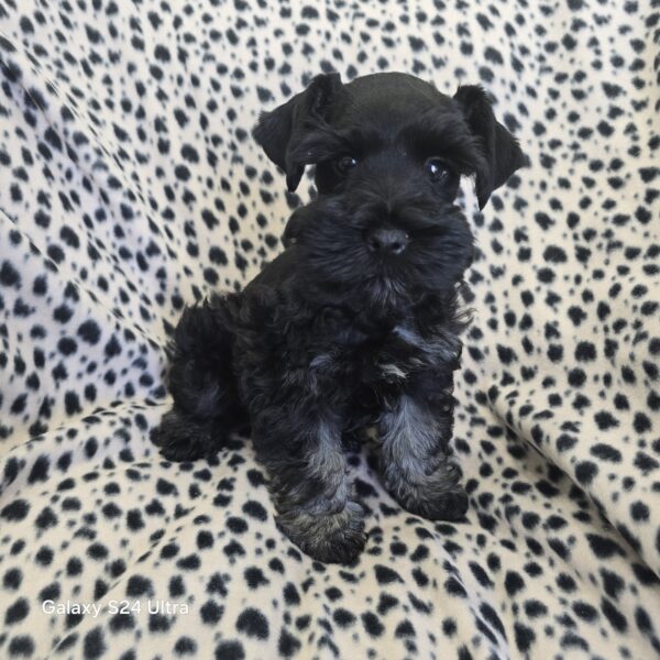 AKC Parsek (Black boy) - Image 4