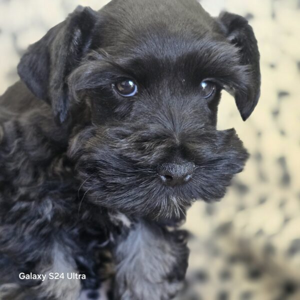 AKC Parsek (Black boy) - Image 2