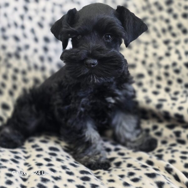 AKC Parsek (Black boy) - Image 3