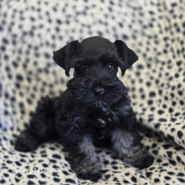 AKC Parsek (Black boy)