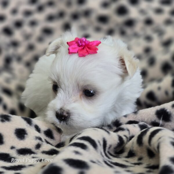 AKC Diamond/Minnie -Sold! Congrats to Marion P.  in Ok! - Image 3