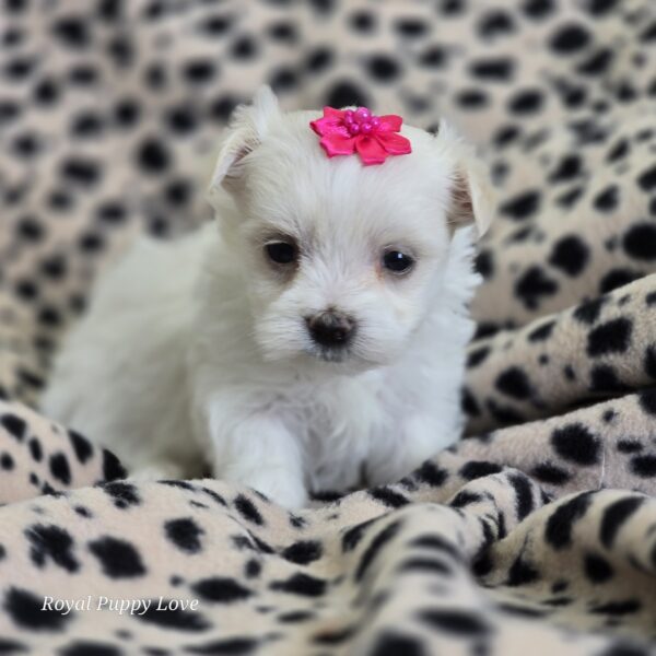 AKC Diamond/Minnie -Sold! Congrats to Marion P.  in Ok! - Image 2