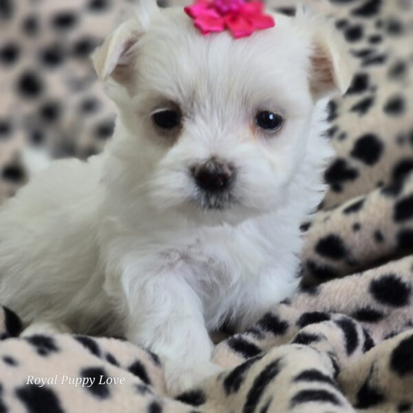 AKC Diamond/Minnie -Sold! Congrats to Marion P.  in Ok! - Image 4