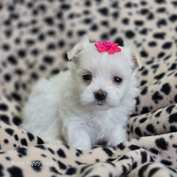 AKC Diamond/Minnie -Sold! Congrats to Marion P.  in Ok! - Image 5