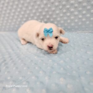 Merle (boy)