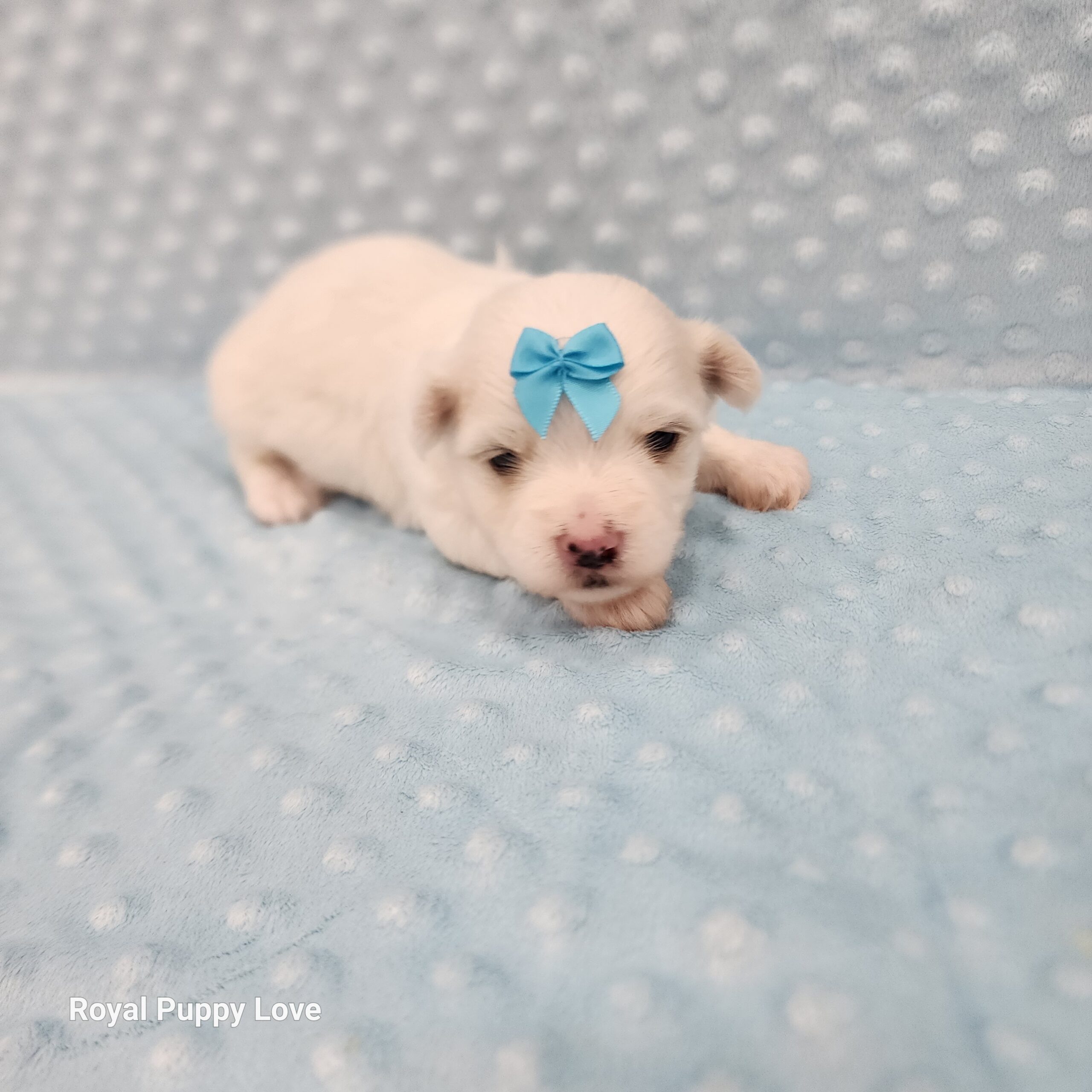Merle (boy)