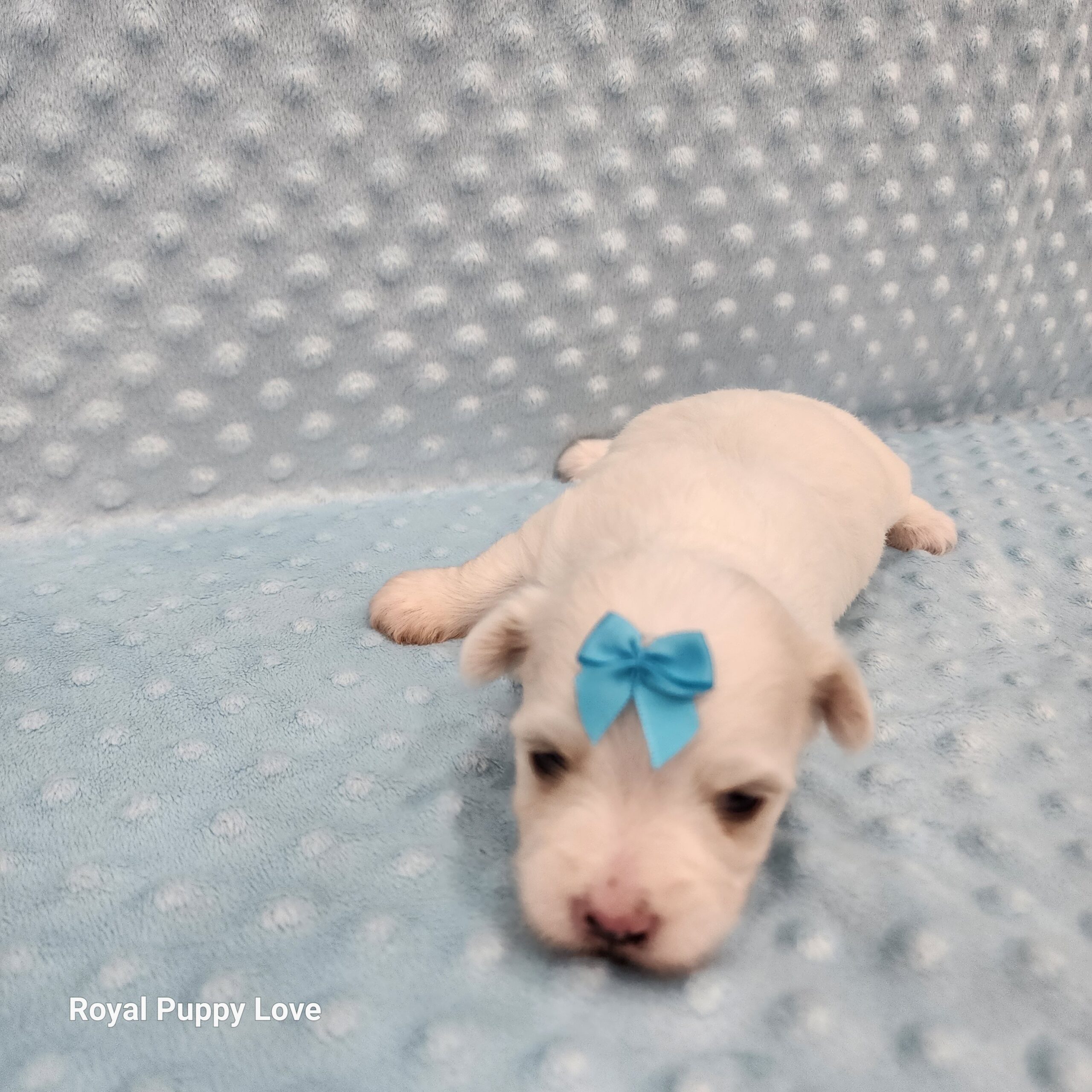 Merle (boy) - Image 5