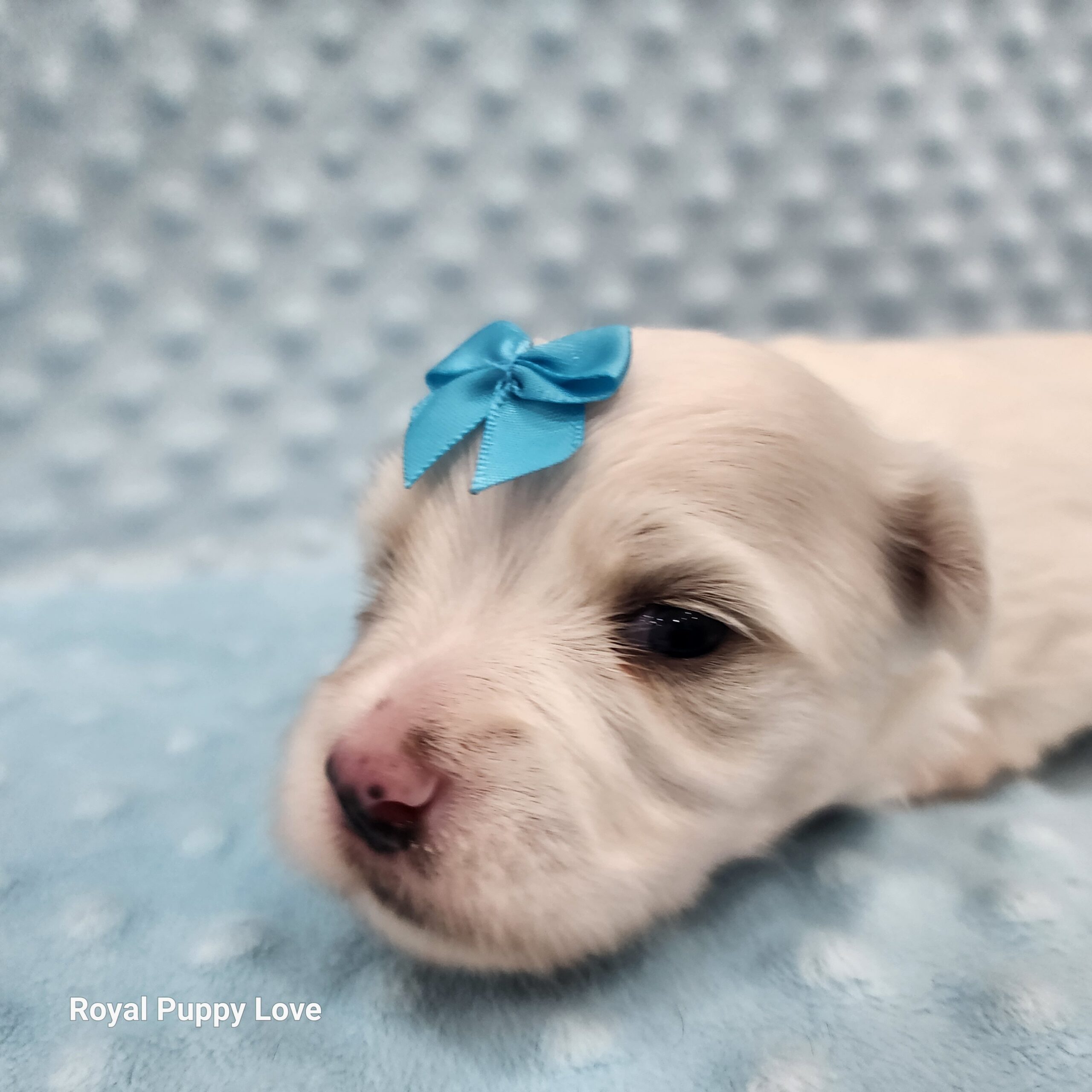 Merle (boy) - Image 2