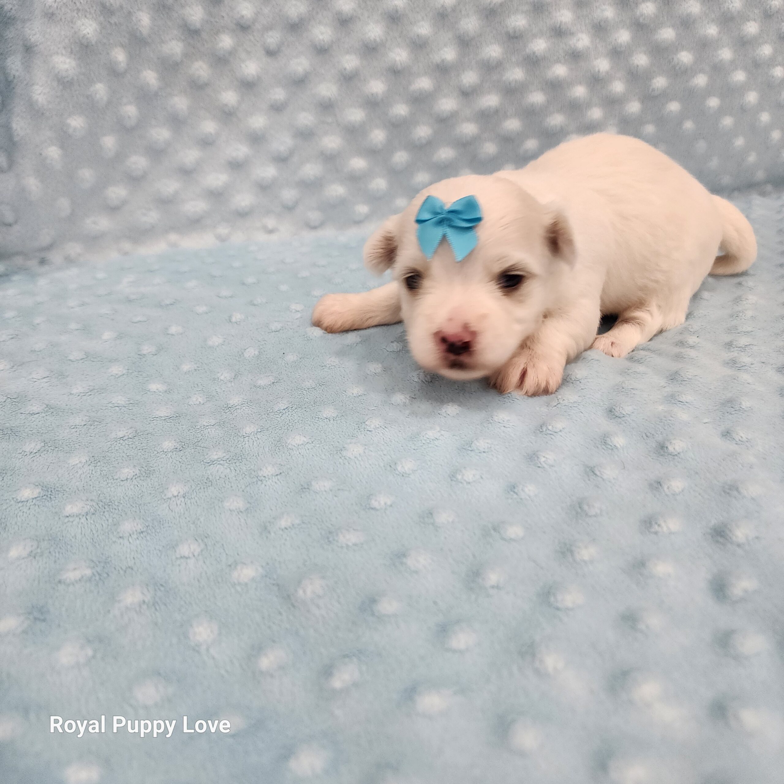 Merle (boy) - Image 3