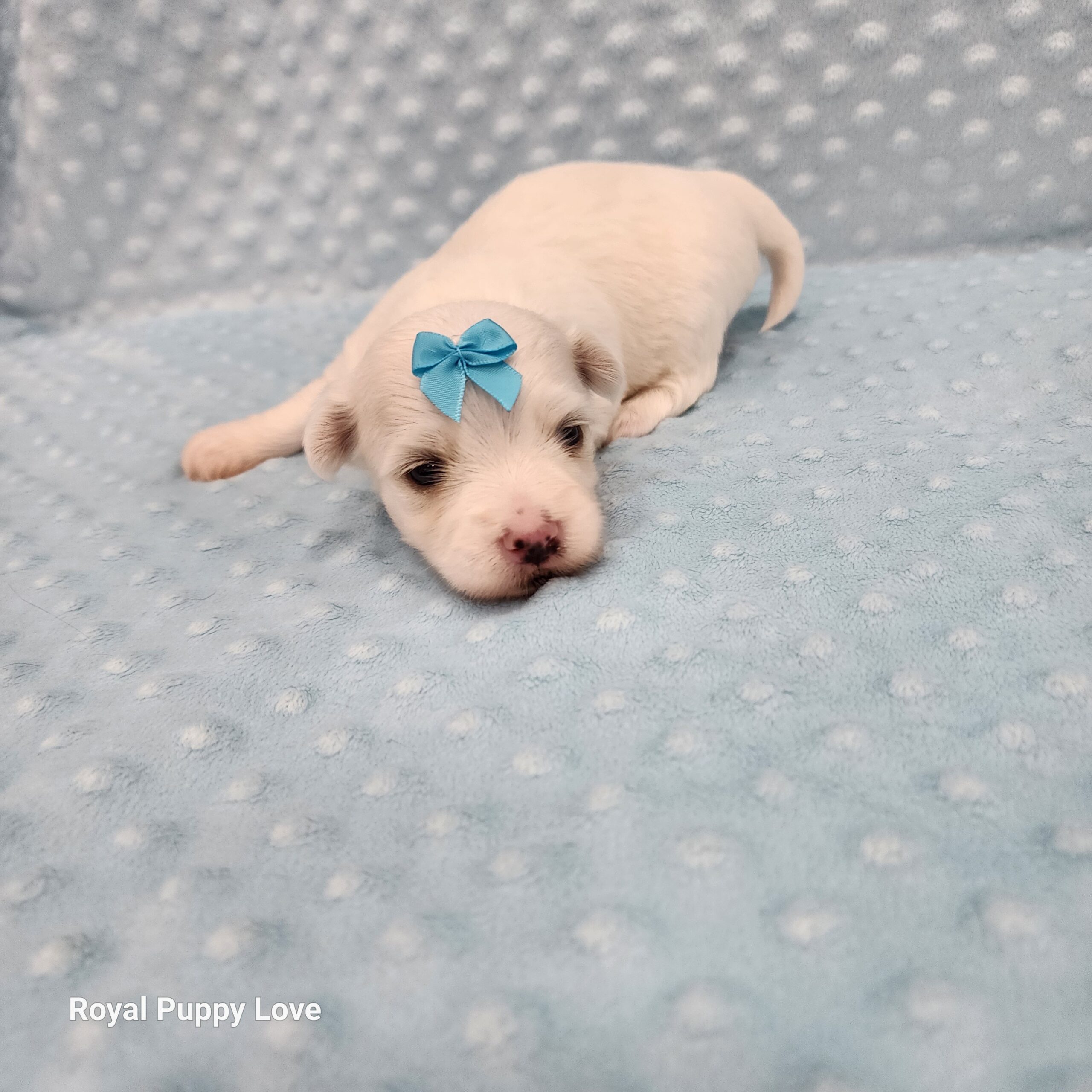 Merle (boy) - Image 4