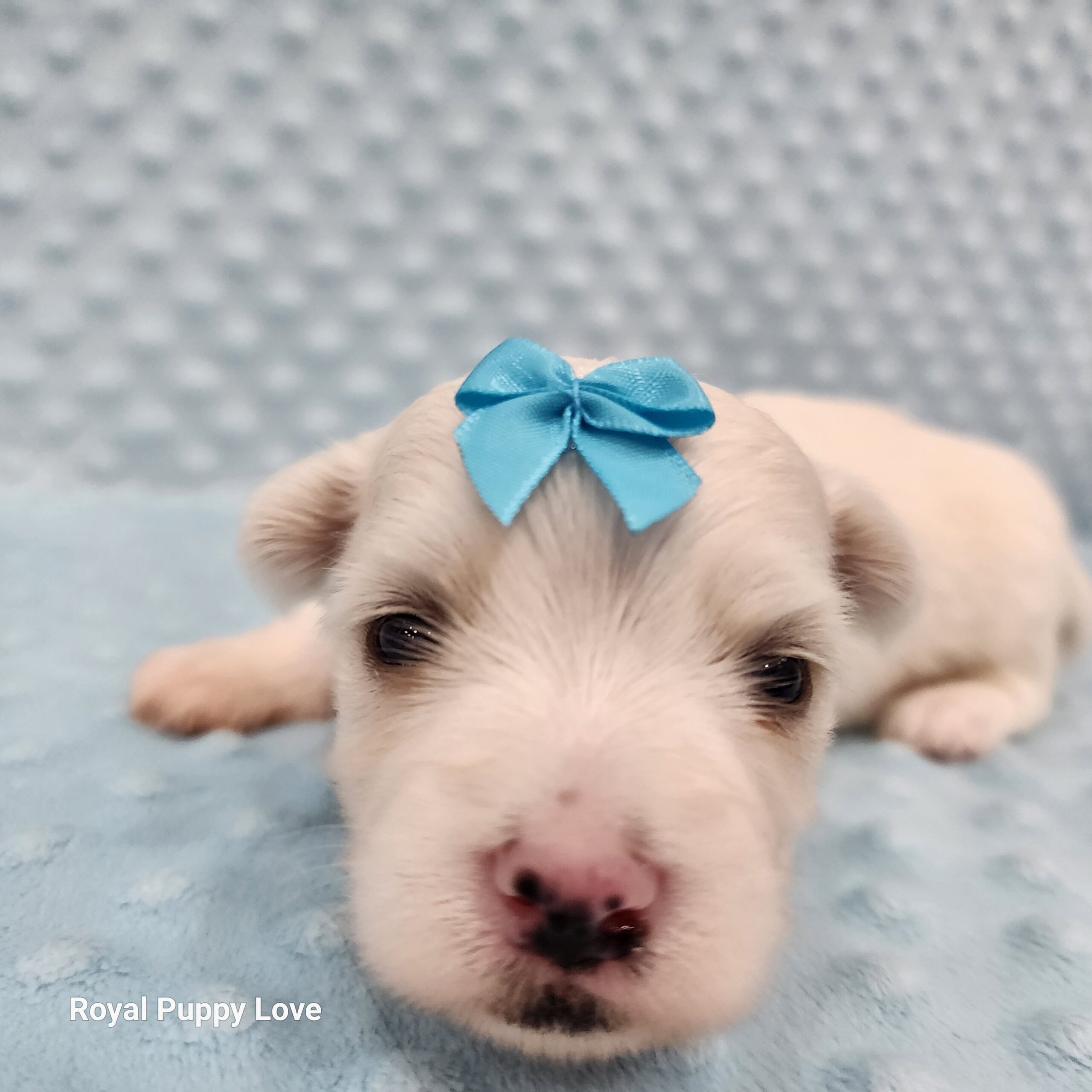 Merle (boy) - Image 6