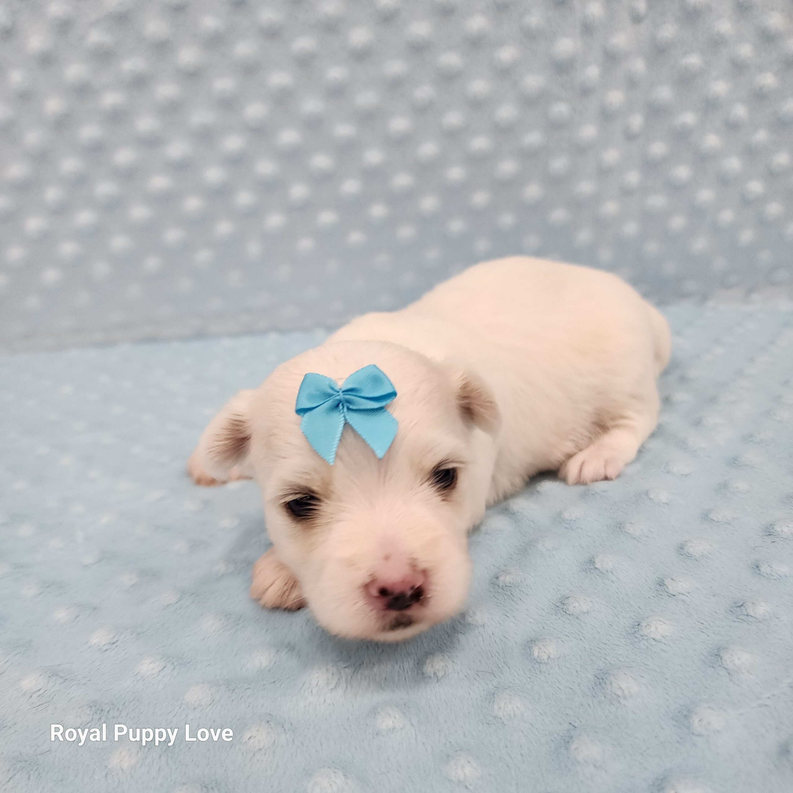 Merle (boy) - Image 7