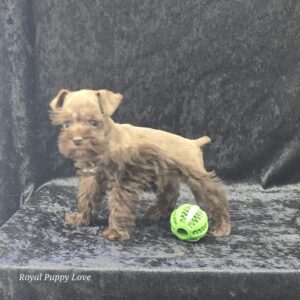 AKC Twix (sold) Congrats to Breanne E. in OK!