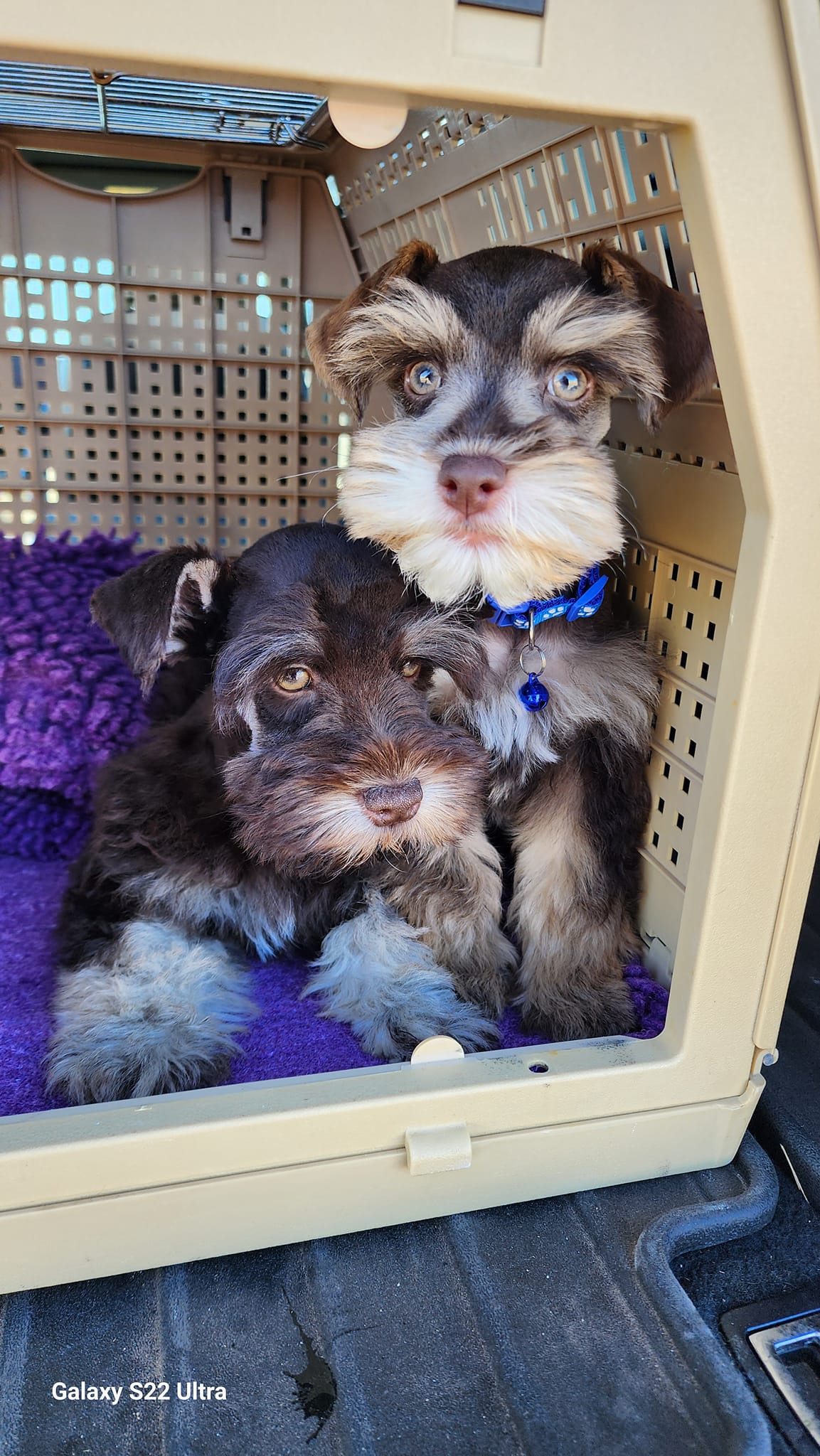 A Royal Puppy Love family memory