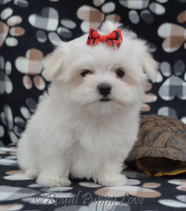 teacup maltese puppies for sale in oklahoma