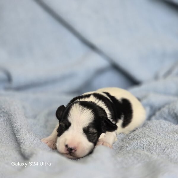 AKC TYLER (black & white parti.  boy) . - Image 3