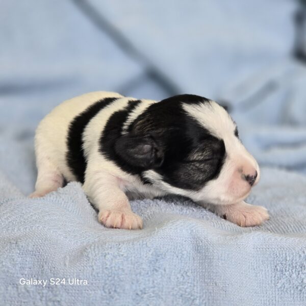 AKC TYLER (black & white parti.  boy) .