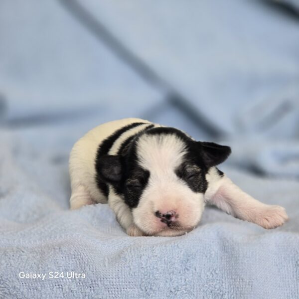 AKC TYLER (black & white parti.  boy) . - Image 4