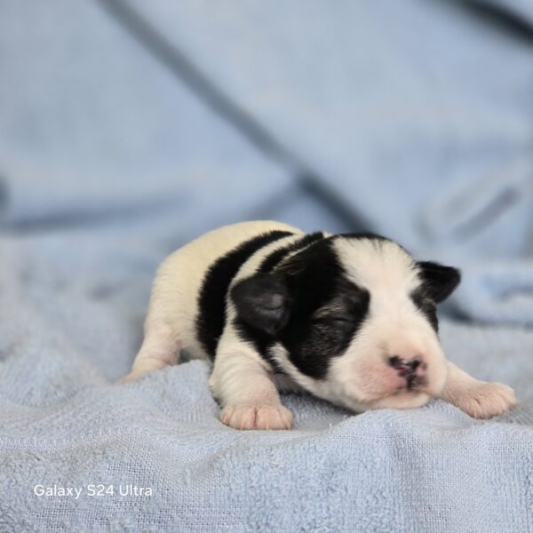 AKC TYLER (black & white parti.  boy) . - Image 7