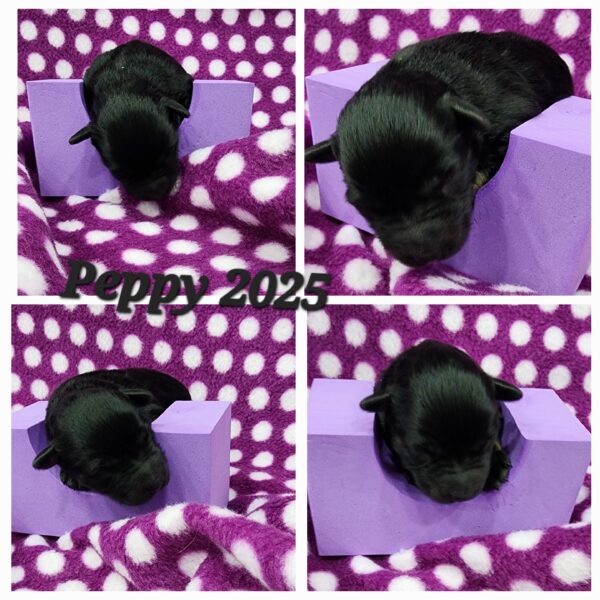 AKC Peppy  (Black & Silver girl)