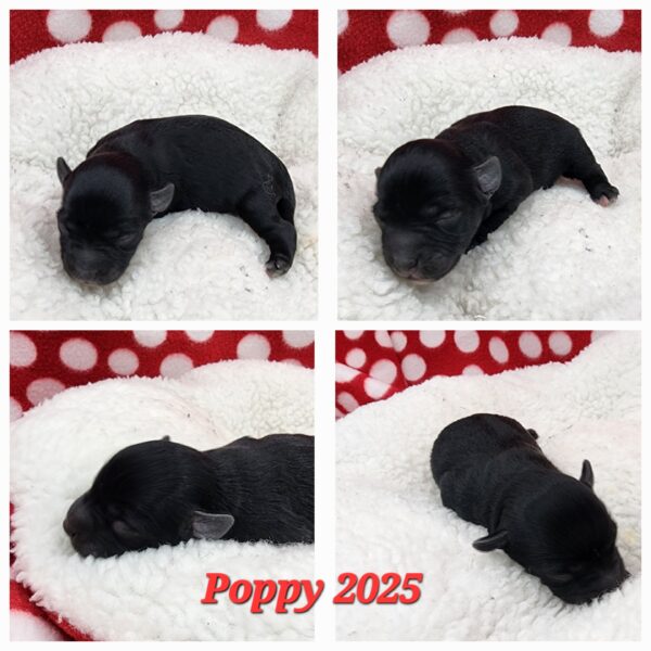 AKC Poppy (Black & Silver girl)