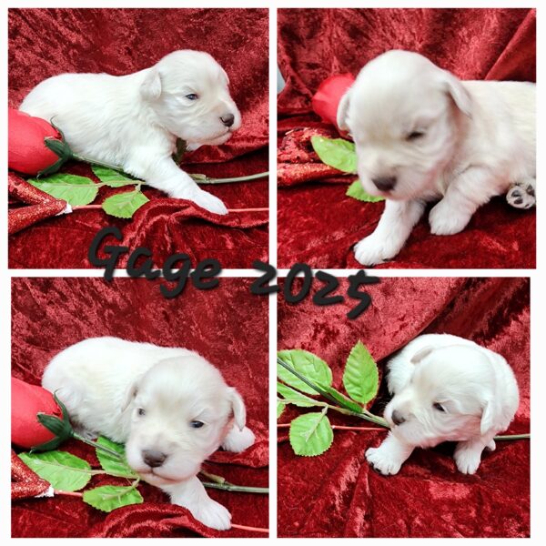 AKC Gage (white boy)