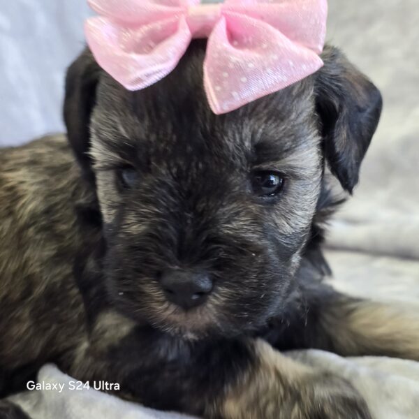 AKC Orla (sold) Congrats to Pamela T. in TX! - Image 2