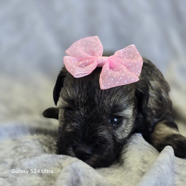 AKC Orla (sold) Congrats to Pamela T. in TX! - Image 6