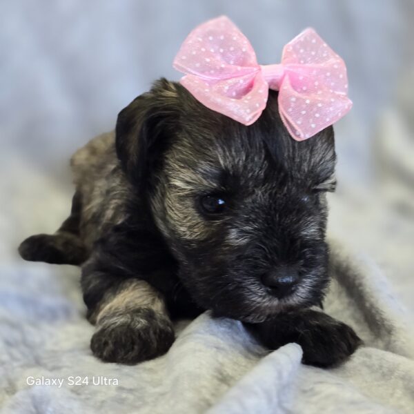 AKC Orla (sold) Congrats to Pamela T. in TX! - Image 4