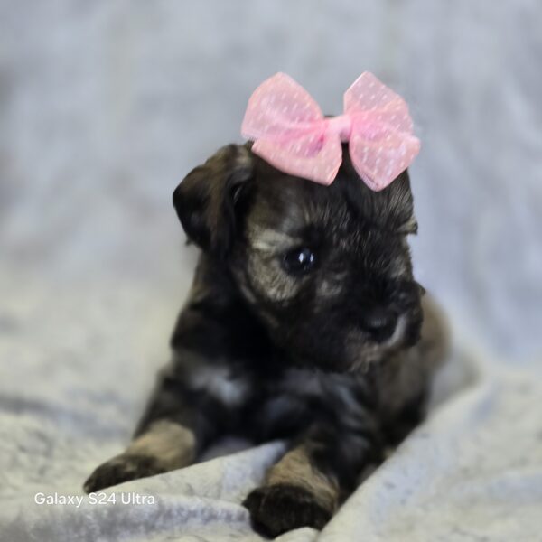 AKC Orla (sold) Congrats to Pamela T. in TX! - Image 3