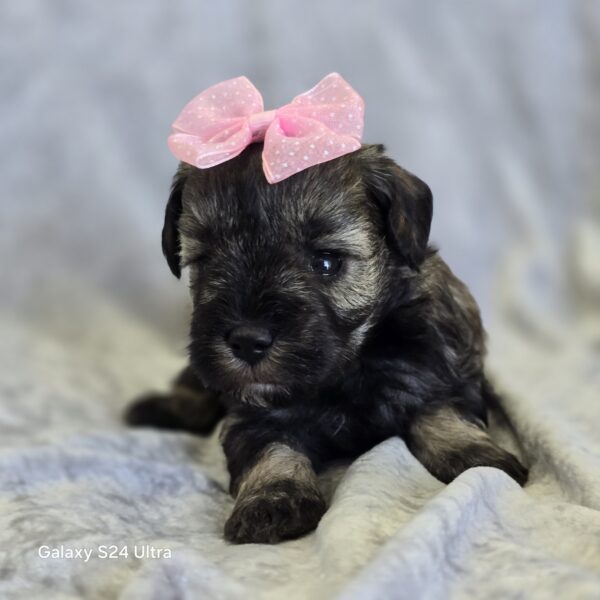 AKC Orla (sold) Congrats to Pamela T. in TX! - Image 5