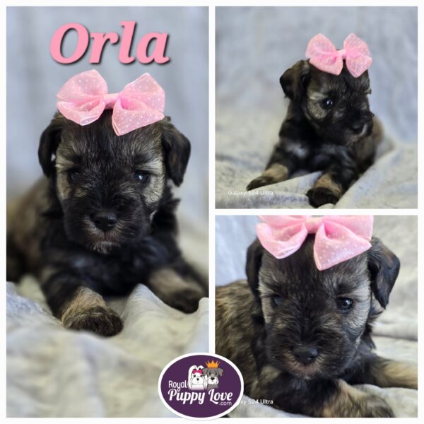 AKC Orla (sold) Congrats to Pamela T. in TX!