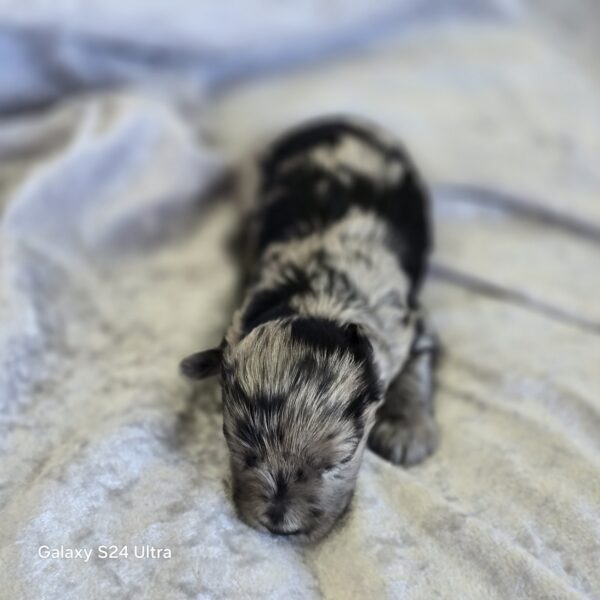 AKC Lincoln (Blue Merle boy) - Image 2