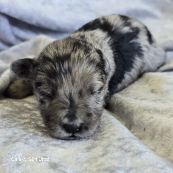 AKC Lincoln (Blue Merle boy) - Image 3