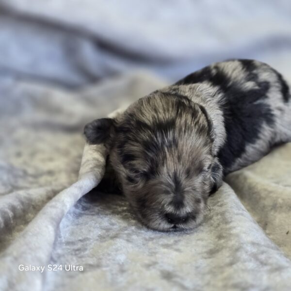 AKC Lincoln (Blue Merle boy) - Image 4