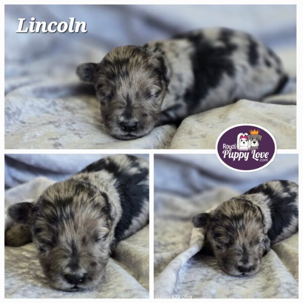 AKC Lincoln (Blue Merle boy)