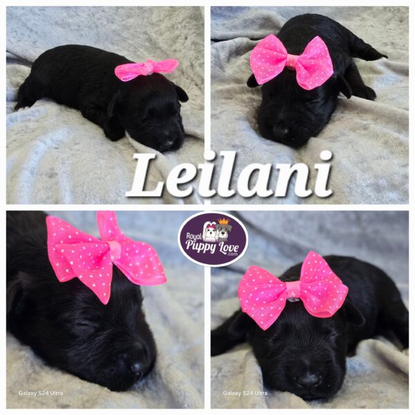 AKC LEILANI