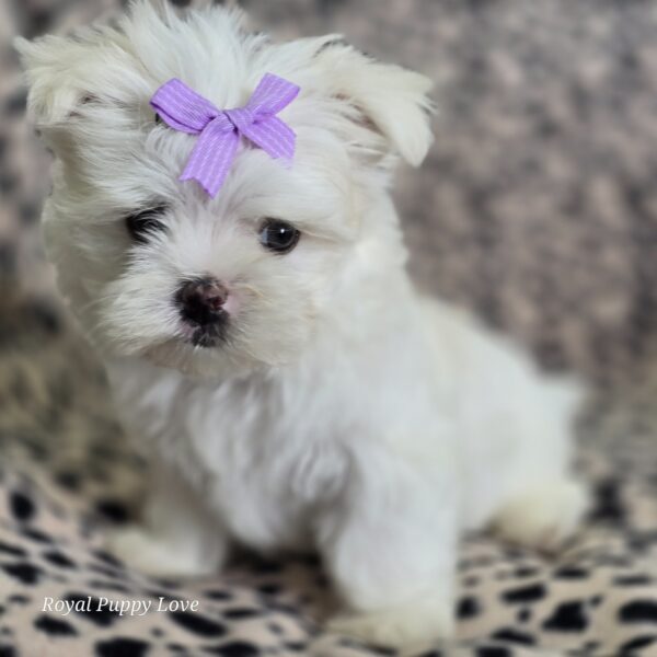 AKC Henley (Korean girl)