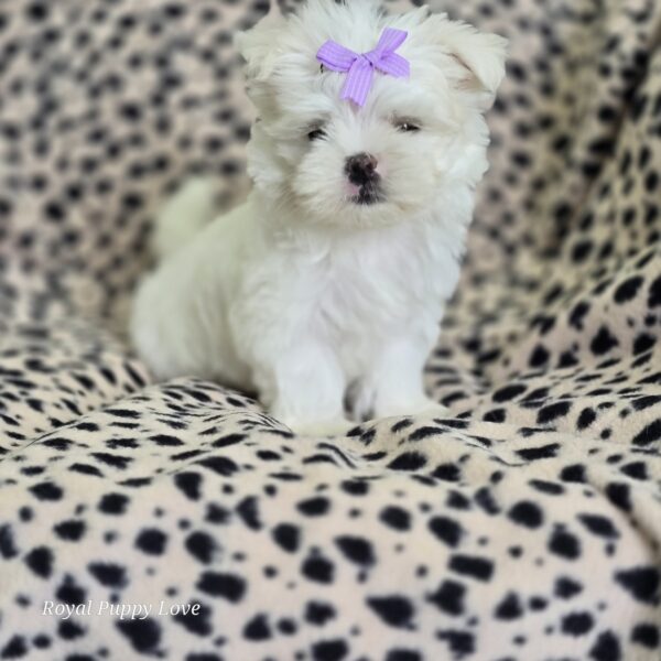 AKC Henley (Korean girl) - Image 3