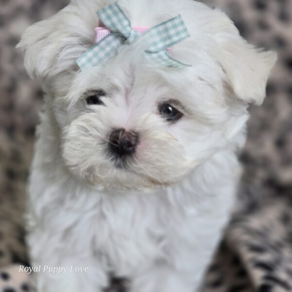 AKC Hope (sold) Congrats to Charles S! - Image 3