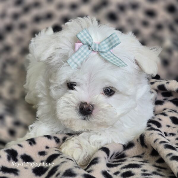 AKC Hope (sold) Congrats to Charles S! - Image 4