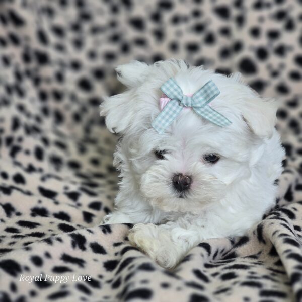 AKC Hope (sold) Congrats to Charles S!