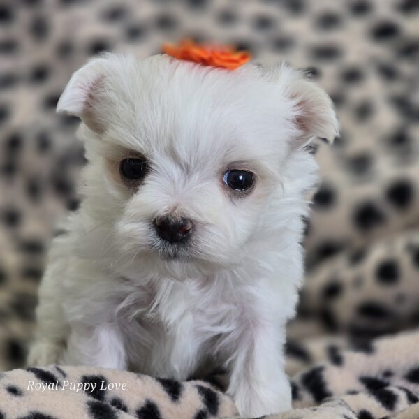 AKC GEM (Teacup girl)